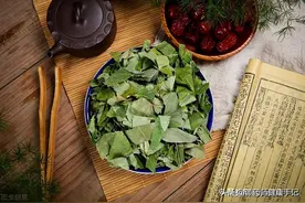 古人观察羊吃了淫羊藿后，能生更多小羊，古书称其“专壮肾阳”图片