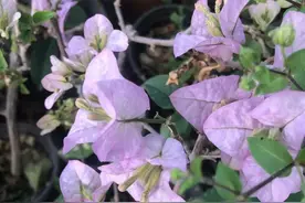 三角梅真的耐晒吗？别再被骗了，老花匠的话还是有道理的图片