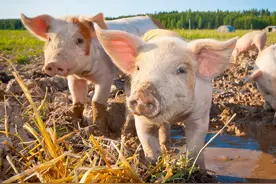 提高哺乳仔猪成活率的饲养关键点，你能知道多少？图片