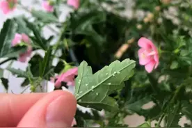 养花遇上白粉虱？用这两招，和小白蛾说拜拜图片