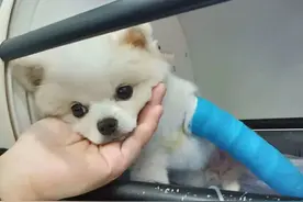 博美犬不是一般人可以养的，这几个缺点很“致命”图片