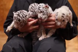 山东威海出现“雪虎”，全身洁白如雪，10万老虎里才能诞生一只图片