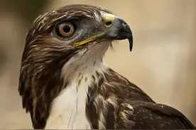 老鹰是鸟类中的王者吗？老鹰存在天敌吗？它有害怕的动物吗？图片