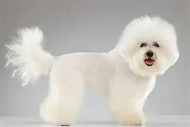 比熊犬多少钱一只?便宜的200元一只(贵的高达万元)图片