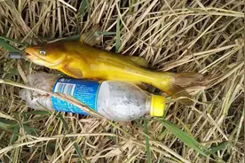 它是鸡鸭的饲料，用来钓黄辣丁效果绝佳，江苏钓鱼人靠它“爆护”图片