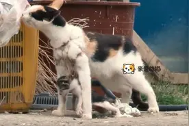 猫妈身下“挂着”小猫，仍四处寻找食物，它可怜的遭遇，令人泪目图片