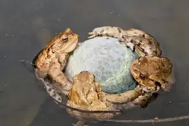 男子钓鱼发现4只蛤蟆抱着一个球，“蟾蜍抱物”是什么好兆头吗？图片