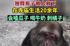独臂猴子被人救下，在寺庙生活20余年，会嗑瓜子喝牛奶剥橘子图片