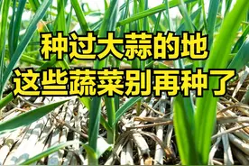种过大蒜的地，一定不要再种这几种了，种错了等于白种图片