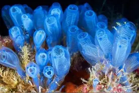 为了从动物变成植物，它吃掉了自己的脑子！没想到最后被端上餐桌图片