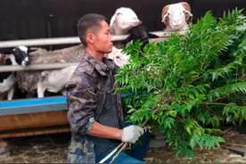 新手养羊做到这六点，养羊基本上就不会赔钱，建议收藏图片