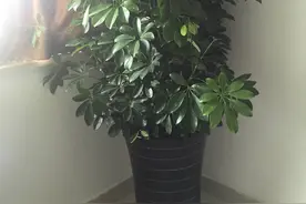 5种“难看花”，不要小瞧它，养它旺宅又旺财，很多人都养过它图片