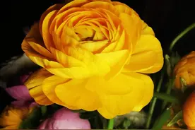 没有人是你 第十二章图片