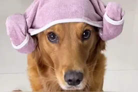 金毛翠花：全网“最像人”的狗子，为了吃到猪肉每天操碎了心图片