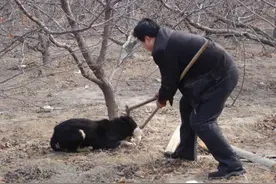 不建议你养黑狗，是因为这几点图片