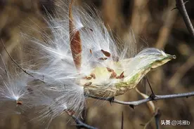 “嘎啦瓢”——飞絮迎春图片