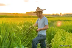 我为什么建议要结婚的女生们也可以考虑选择农村男生图片