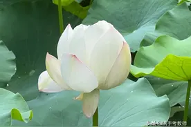 “菡萏”怎么读？图片