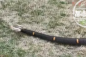 惊心动魄！7旬大爷“偶遇”眼镜王蛇，不慎被咬伤图片