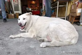 大胖狗拍照被识别成猫咪，网友却觉得更像羊，笑喷图片