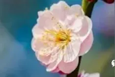 宋刘拆迁问题 官方回复图片