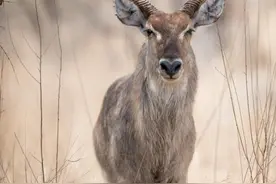 它是地球上跑得最快的动物，但依然难以跑过人类的魔爪图片