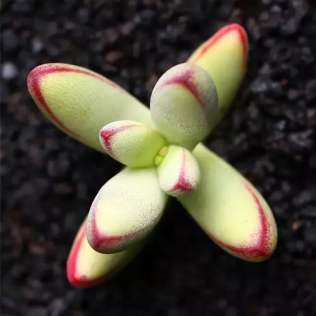 270种常见多肉图谱，一分钟认全！