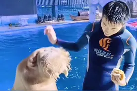 《聪明的海象嘟嘟》能听懂人话，智商高！ #创作灵感 #嘟嘟#海象#万物皆有灵性 #动物成精 