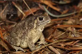 这对夫妻抓了121只蟾蜍被警方抓获，但你猜他们一共获利了多少？图片