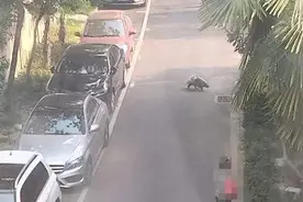 两只豪猪小区“串门”众人合力送它们回家图片