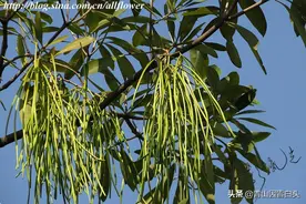 一个“臭名昭著”的树，已被许多城市“开除”图片