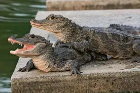 中国一级国宝扬子鳄，遇人都能被敲头，实力“菜”为何还被放生？图片