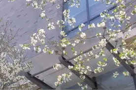 三月洛师，他们比春花更可爱！图片