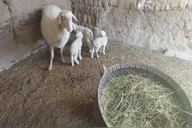 小羊羔养多大出售比较划算？这笔经济账，算过才知道图片