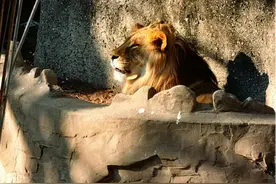 “大猫”？“软饭王”？一起来看“草原之王”的远古往事图片