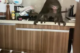 惊！贵阳黔灵山的这只猴子徒手爬30多层楼，入户女主播家“打劫”图片