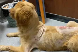 瘦成皮包骨的金毛，治疗3天伤口长出肉芽，看它活蹦乱跳一切都值图片