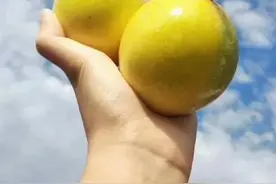 黄金百香果，“钦蜜9号”，百香果中的“爱马仕”，至爱非你莫属图片