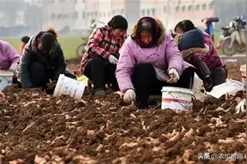 去年涨价4倍，一斤高达25元，如今很多人想种，会是坑吗？图片