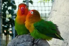 广东男子老陈，花了100元网购2只水龟，75元网购2只鹦鹉，被判刑1年9个月，处罚金5000元图片