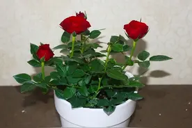 玫瑰花的养护技巧，牢记这7个方法，才能养出鲜艳的花朵图片