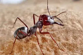 从某种意义上来讲，蚂蚁才是地球上进化得最完美的生物，没有之一图片