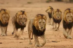 杀死40%的狮子，霸占80%的雌狮，坏男孩联盟是否值得同情呢？图片