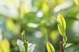 明前龙井茶多少钱？多少钱一斤？图片