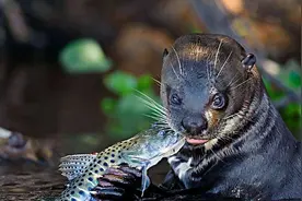 亚马逊的“河狼”，猎杀食人鱼把鳄鱼当点心，让美洲豹不敢下水图片