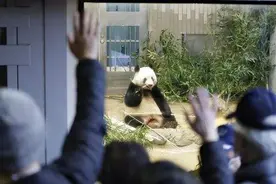 日本顶流中国籍女明星，从出生就赢了图片