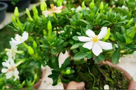 4种“盆景花”香味足，室内养一盆，好看又好养，养几十年不厌烦图片