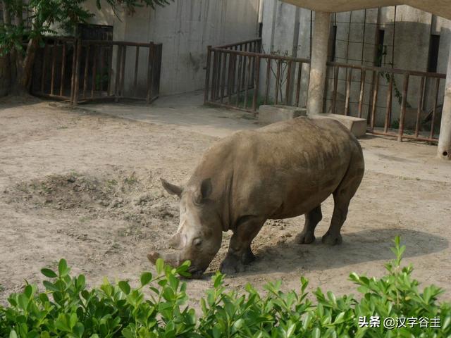 汉字动物：何为“禽”？何为“兽”？“禽”与“兽”如何区别？