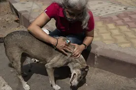“孩子出来吧！”流浪狗在下水道生下小狗，主动带出来送给新主人图片