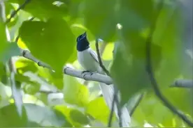 濒危物种！“林中仙子”现身苏州图片